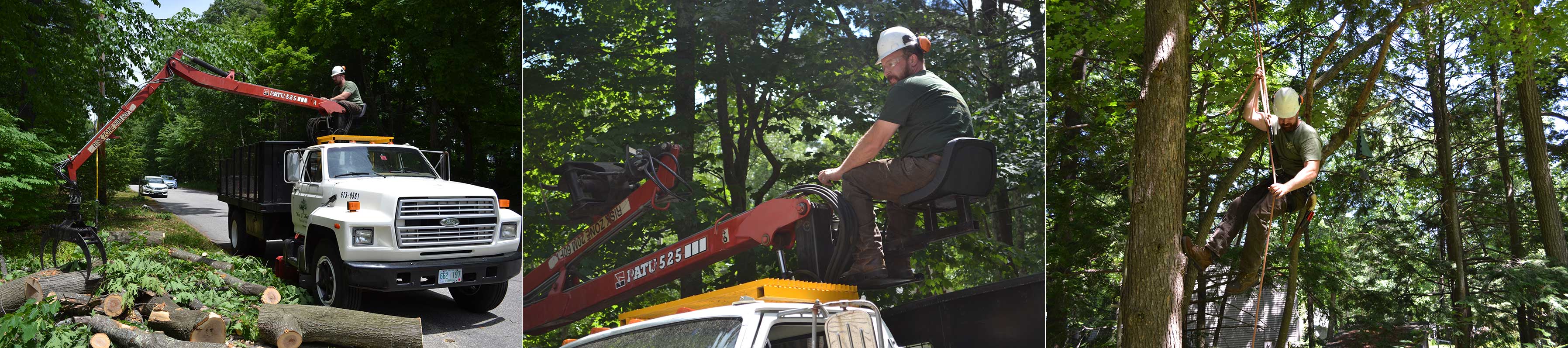 Kucharski Tree Montage