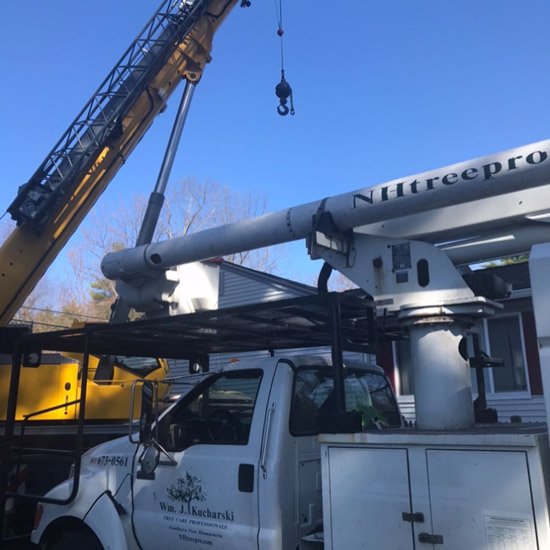 William Kucharski, Founder of Kucharski Tree Care